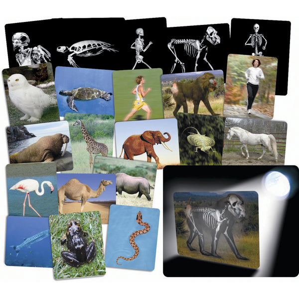 X-RAY CARDS, What is Inside Animals, Set of 16