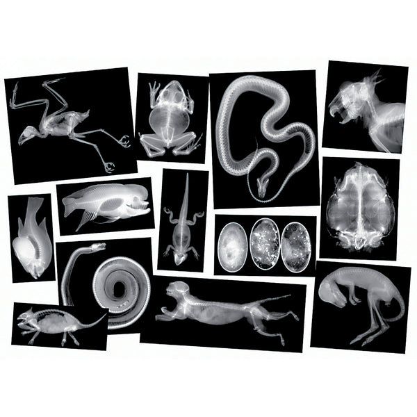 X-RAY CARDS, Animals, Set of 13