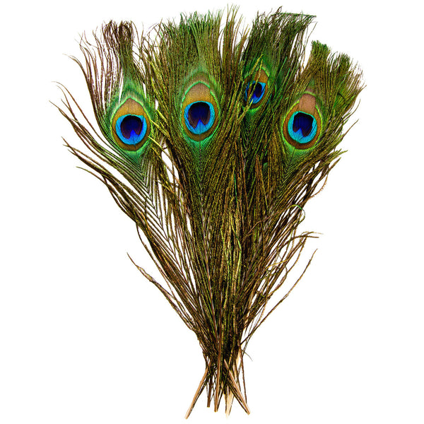 FEATHERS, Peacock, Pack of 10