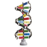 DNA ACTIVITY MODEL, Age 3+, Kit
