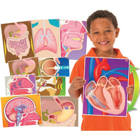 HUMAN BODY - HEALTH, MY BODY IN ACTION, Ages 4+, Set