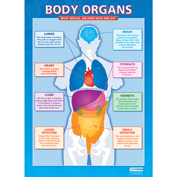 POSTER SET, The Human Body, Pack of, 5