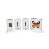 Butterfly, LIFE CYCLE SPECIMENS, Set