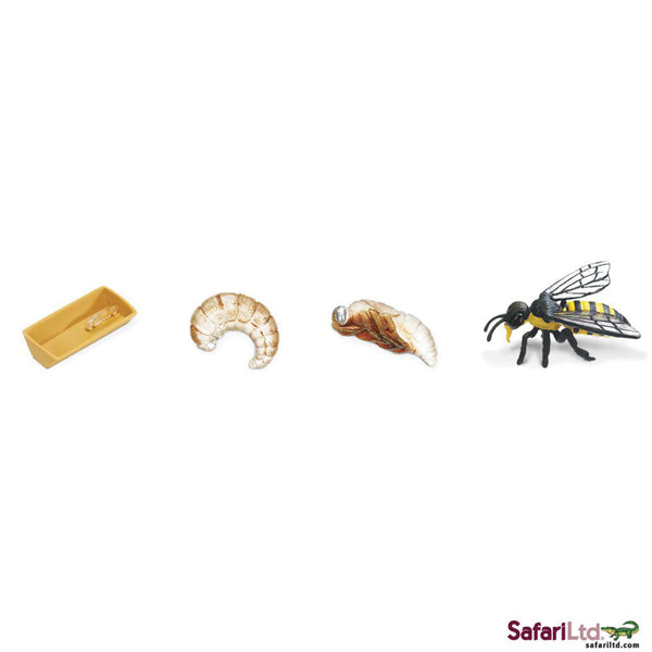 Safari Life Cycle of A Honey Bee