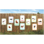 OUTDOOR PHOTO BOARDS, Creepy Crawlies, A4 (210 x 297mm), Set of 10