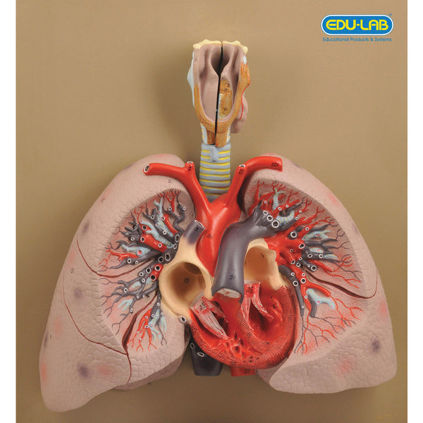 ANATOMICAL MODELS, Heart with Lungs & Larynx, Set